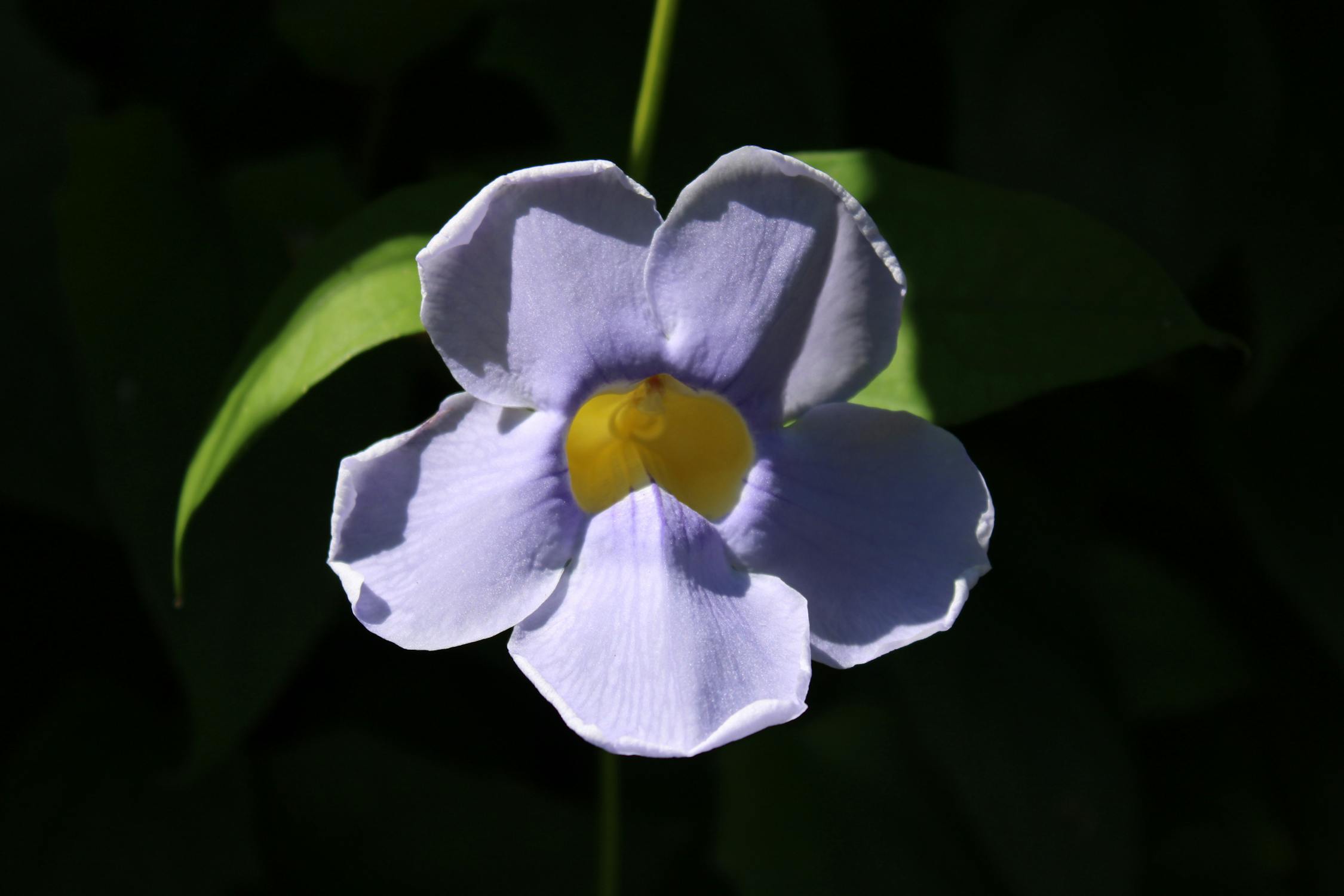 Stark Flower